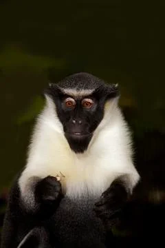 CERCOPITHEQUE DIANE cercopithecus diana Stock Photos