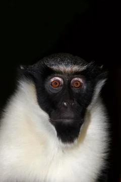 CERCOPITHEQUE DIANE cercopithecus diana Stock Photos