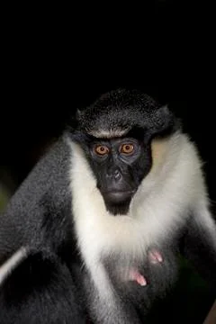 CERCOPITHEQUE DIANE cercopithecus diana Stock Photos