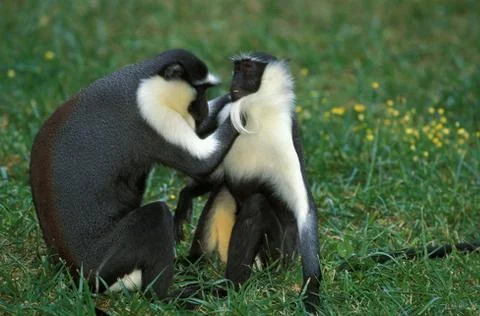 CERCOPITHEQUE DIANE cercopithecus diana Stock Photos