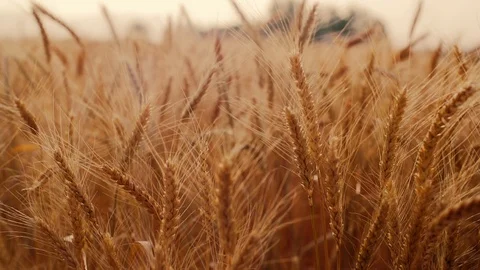 Cereal and wheat Field 2 Stock Footage 112865531
