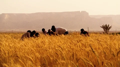 Cereal and wheat Field 5 Stock Footage 112866253