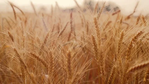 Cereal and wheat Field  Vídeos de archivo 112865299