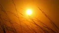 The cereal andother grass and sun background HD Footage