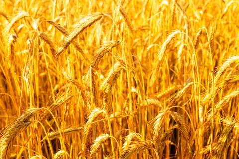 Cereal background Stock Photos