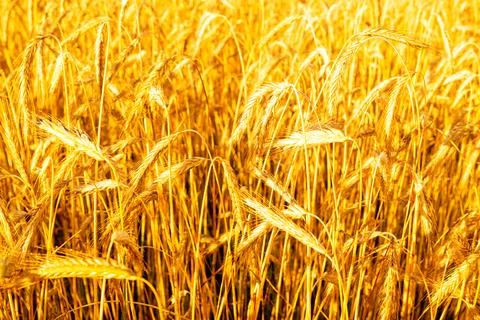 Cereal background Stock Photos