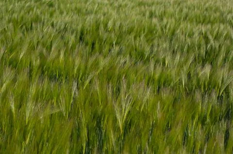 A cereal called barley. Stock Photos