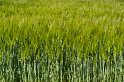 A cereal called barley. Stock Photos