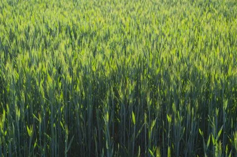 A cereal called rye. 写真素材