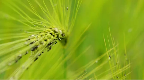 Cereal close up macro Stock Footage 38155777