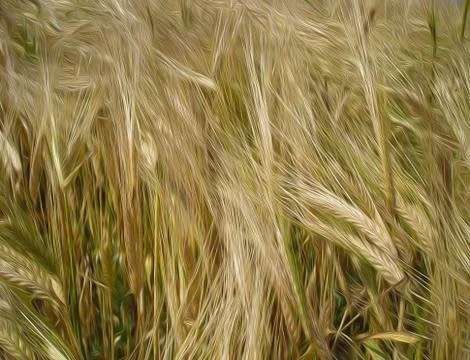 Cereal cobs background Stock Photos