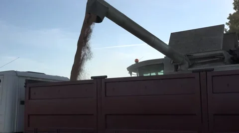 Cereal corn load truck Stock Footage 62809975