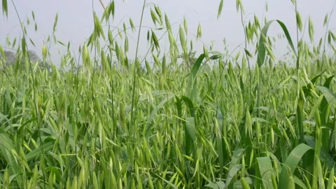 Cereal crop field 库存影片 333908824