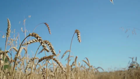 Cereal crop in field under blue sky. Cultivation of solid wheat varieties Stock Footage 207504296