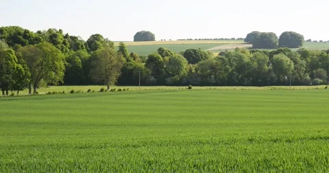 Cereal crops growing below downland scenery near Alton Barnes in Wiltshire, U Stock Footage 313003346