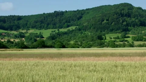 Cereal crops maturing in summer field, cinematic dissolve Stock Footage 333578128