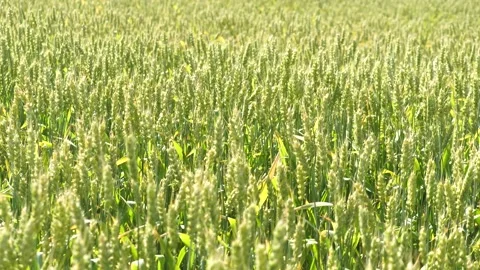 Cereal crops still in early stages paint field scene with shades of green Stock Footage 277565521
