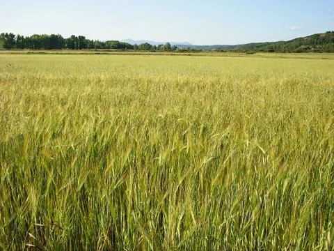 Cereal cultivation Stock Photos