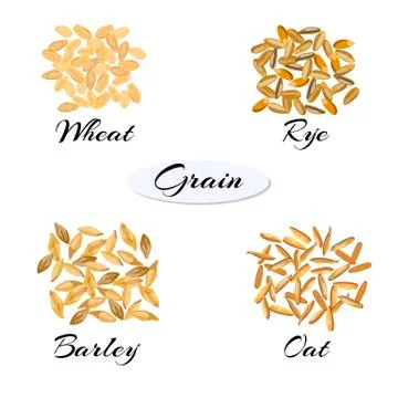 	Cereal. Different types of grain.  Stock Illustration