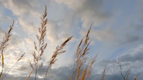 Cereal ears on a blue sky at sunset time Stock Footage 139530084