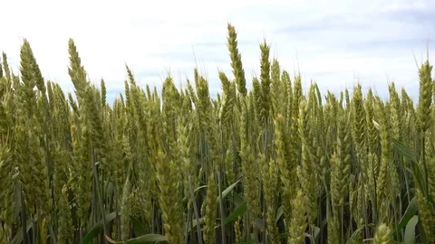 Cereal ears closeup, 4k 2160p video footage Stock Footage 84592127