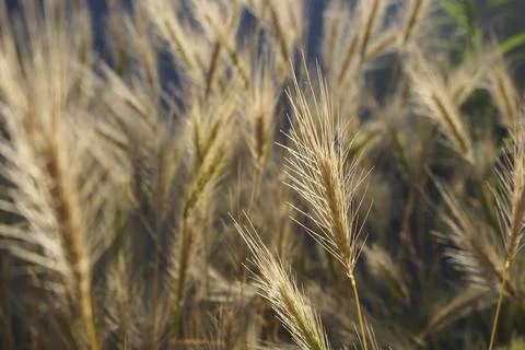 Cereal ears in dramatic light Stock Photos
