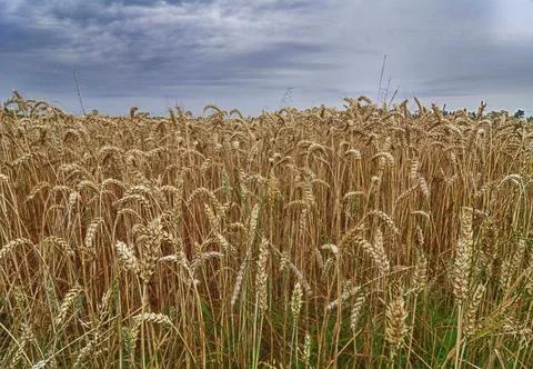 Cereal ears in dramatic light Stock Photos