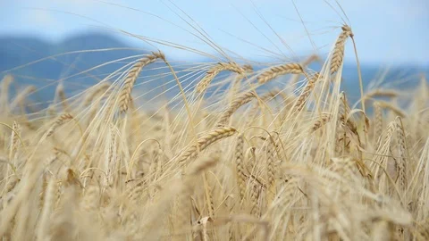 Cereal ears in the wind Stock Footage 91095390