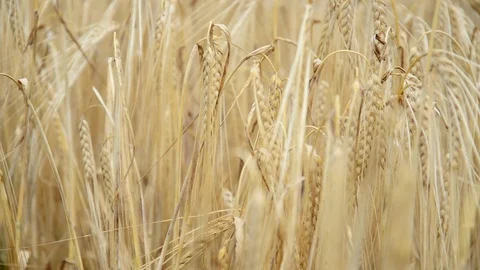 Cereal ears in the wind Stock Footage 91095398