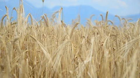 Cereal ears in the wind Stock Footage 91095403