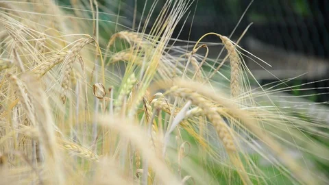 Cereal ears in the wind Stock Footage 91095404
