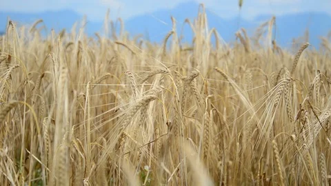 Cereal ears in the wind Stock Footage 91095405