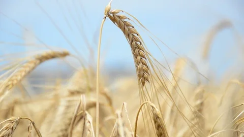 Cereal ears in the wind Stock Footage 91095429