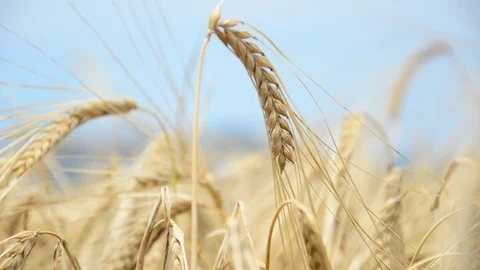 Cereal ears in the wind Stock Footage 91095434