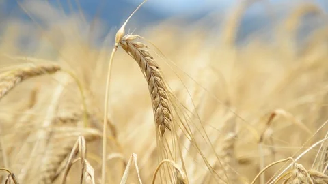 Cereal ears in the wind Stock Footage 91095435