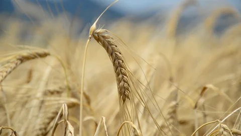 Cereal ears in the wind Stock Footage 91095438