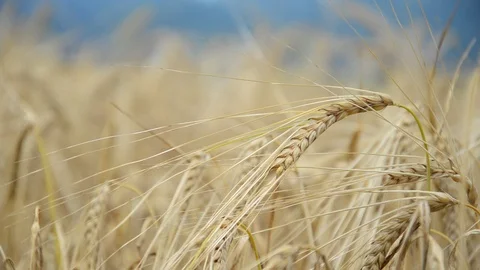 Cereal ears in the wind Stock Footage 91095456