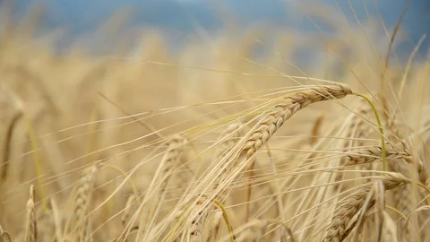 Cereal ears in the wind Stock Footage 91095459
