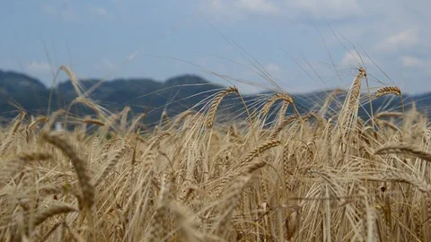 Cereal ears in the wind Stock Footage 91095858