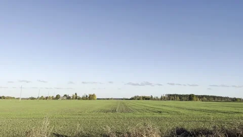 Cereal field in autumn Stock Footage 218623966
