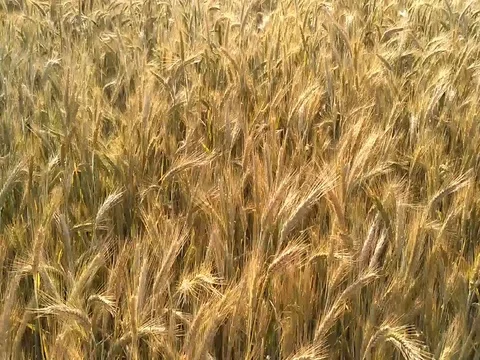Cereal field from closeup to wide view Stock Footage 80752965