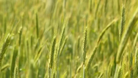 The cereal field, ears by CU Vidéo 11131072