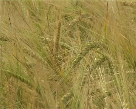 Cereal field Stock Footage 315058