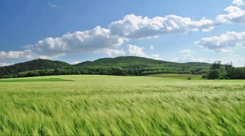 Cereal field Stock Footage 24369914