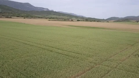 Cereal field Stock Footage 76647367