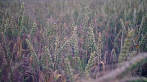 Cereal in the field. Stock Footage 87549488