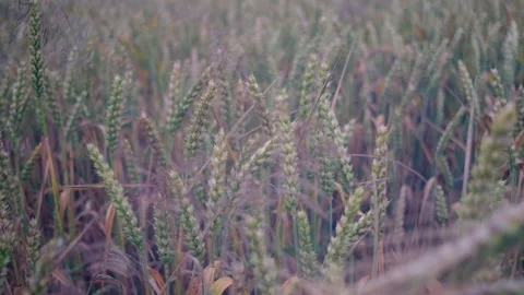 Cereal in the field. Stock Footage 87549804