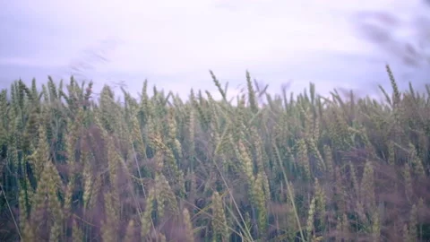 Cereal in the field. Stock Footage 87550783
