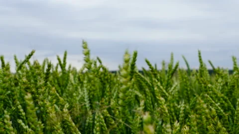 Cereal in the field. Stock Footage 87566723