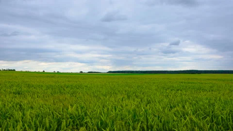 Cereal in the field. Stock Footage 87567984